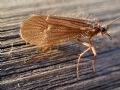 Chaetopteryx sp.